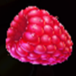 Raspberries